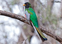 Trogon elegans